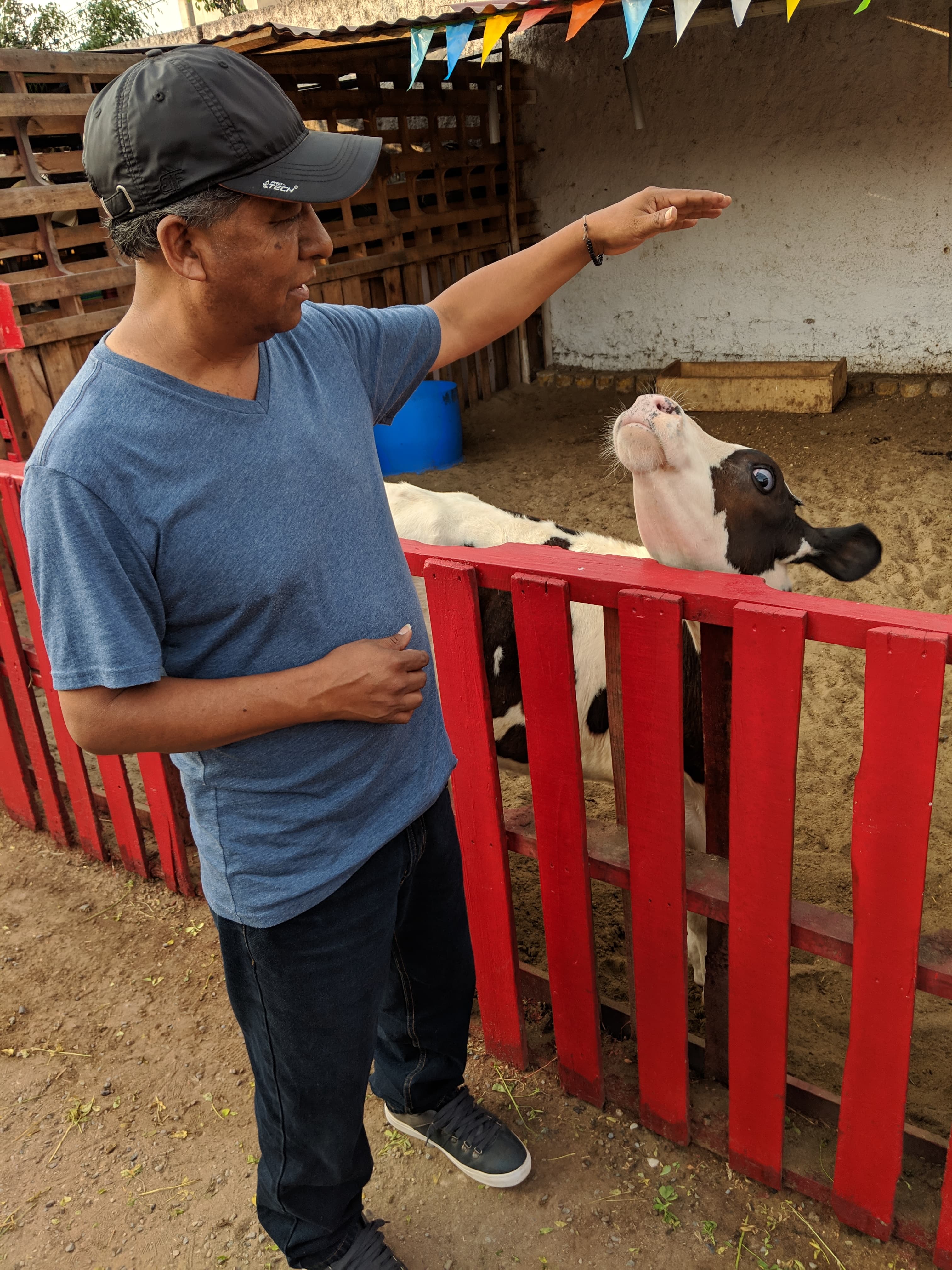 Dando de comer a una vaca en el campo
